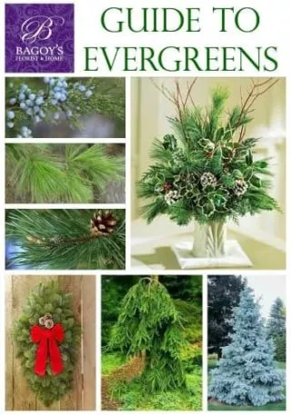 Guide-to-Evergreens