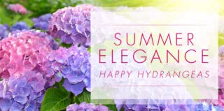 SummerFlowers-Hydrangeas-blog