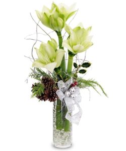 White Amaryllis in vase
