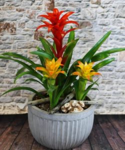 Our best and boldest presentation of Bromeliad plants in an urban style decorative container, with natural seaside accents.