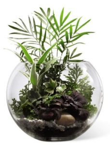 A small world of seasonal assorted green plants are designed in a glass globe with natural rocks, shells or assorted pieces of nature to create their own garden environment.