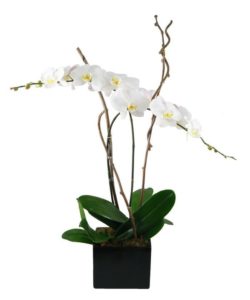 Enjoy the grace, beauty and style of our easy-care Phaelenopsis Orchid. We add natural branches for bloom support and a beautiful keepsake Decorator container to compliment your decor