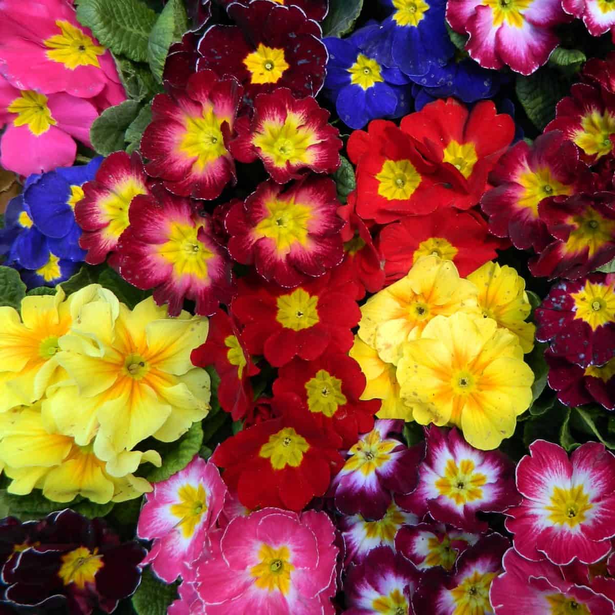 Spring Flowers We're Looking Forward to Seeing
