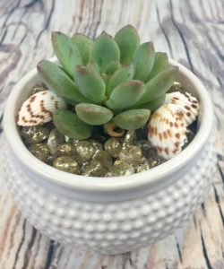 Small and mighty, our selection of succulents make a perfect accent to any table, window or desk. Easy care, in a keepsake container with beach-side shell decor.
