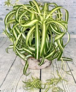 The Curly Spider plant is a joyful plant of variegated leaves that appear as 'curling ribbons'. Adoringly, this plant symbolizes caring and does so by purifying the air. Your healthy plant will produce additional gifts for you with offsets from runners, lovingly called 'babies'. Care: Spider plants can adapt to moderate light, though prefer bright, direct light. Water deeply, when soil is dry to the tough.