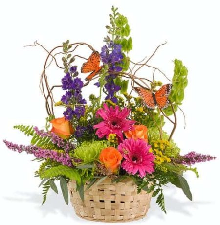 We all love a basket of beautiful blooms and this is the one! Vibrant Gerbera Daisies, roses, Larkspur and Fuji Mums appear to 'grow' in a festive fashion in our wicker basket accented with willow vine and fluttering butterflies. It's a celebration of beauty!