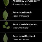 leaf snap